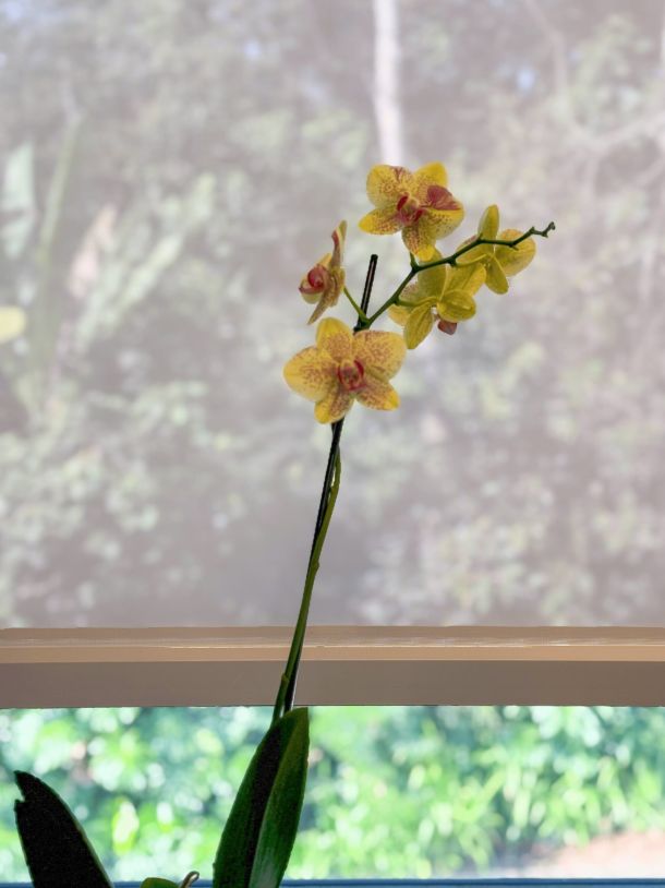 Cortina Rolô Balcony Uniflex 