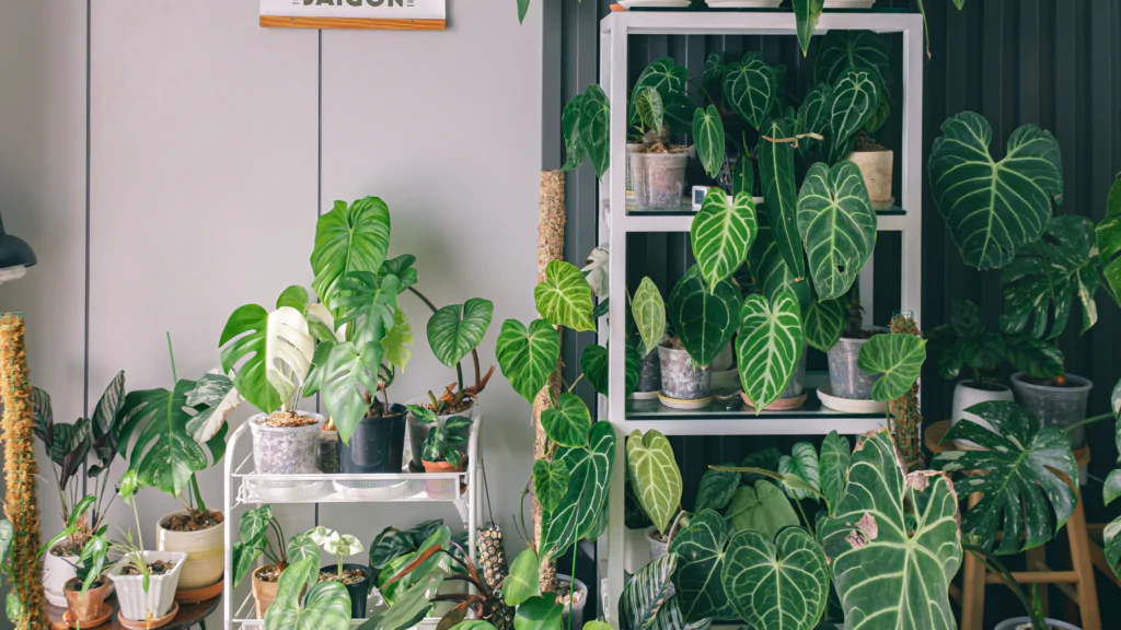 Plantas em apartamento